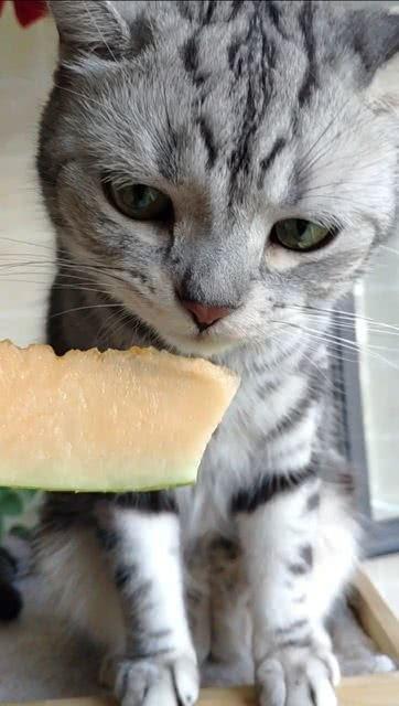 猫猫东吃瓜,揭秘娱乐圈那些不为人知的幕后故事