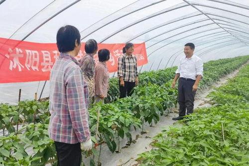 沭阳最近吃瓜事件,揭秘背后真相与网络舆论风暴