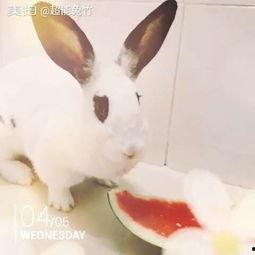 头像兔兔吃瓜,揭秘夏日清凉生活小趣