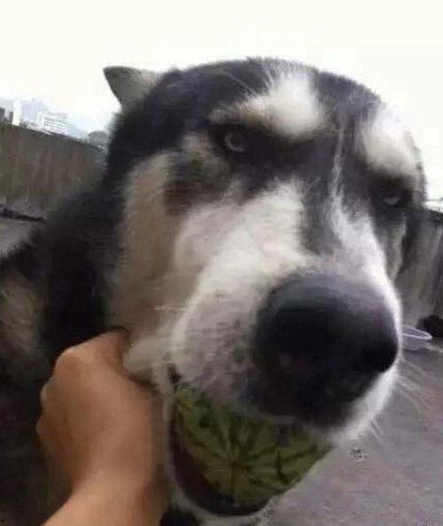 吃瓜犬,揭秘宠物界的“八卦达人”