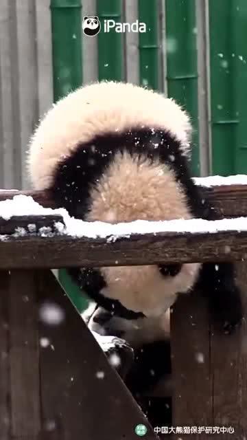 花熊吃瓜,揭秘娱乐圈的甜蜜与苦涩