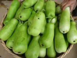 葫芦瓜吃籽,从食用到创意无限