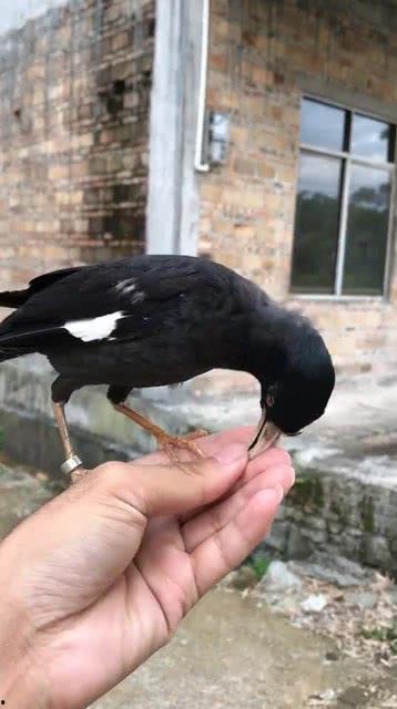 黑鸟吃瓜视频,揭秘娱乐圈幕后真相