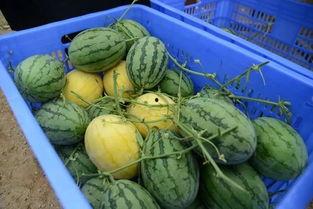 最新吃瓜群,娱乐圈幕后风云大揭秘