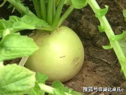 安陆吃瓜孔,揭秘当地独特美食文化