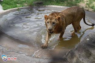 熊狮 吃瓜,吃瓜背后的生态奥秘