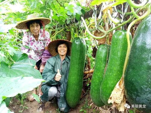顺德吃的瓜,瓜果飘香，尽享田园风味